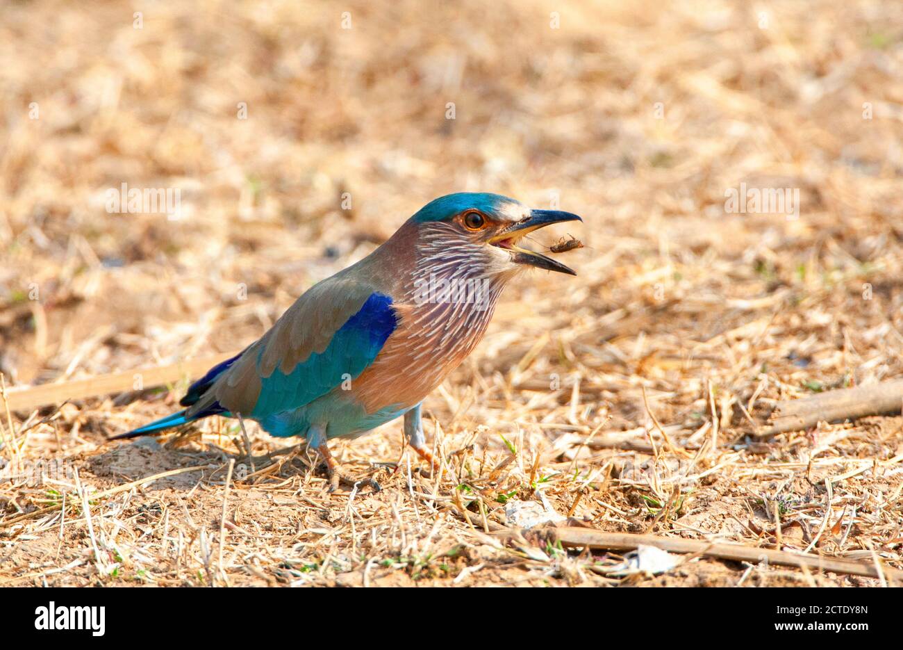 Rullo indiano (Coracias benghalensis), adulto in piedi a terra, gettando un insetto nell'aria per mangiare, India Foto Stock