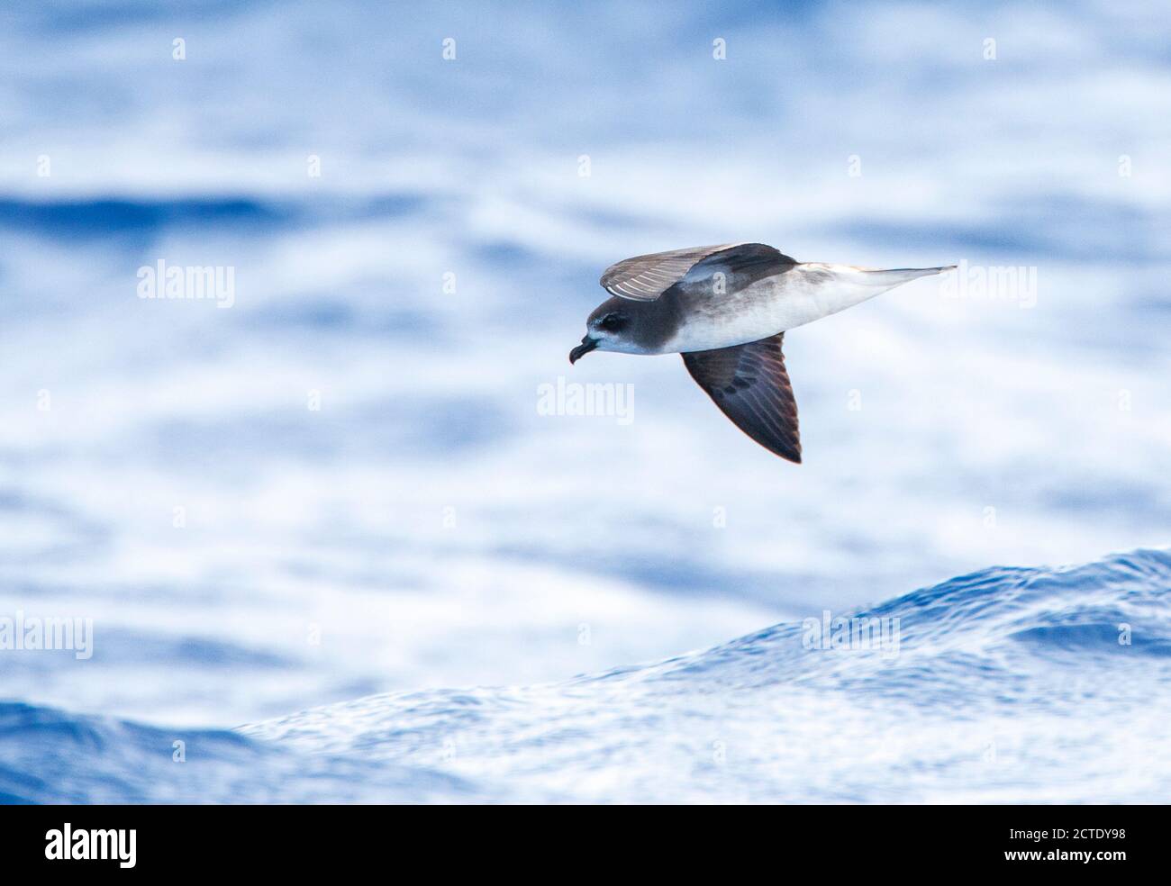 Desertas Petrel (Pterodroma deserta), che vola basso sul mare, Portogallo, Madera Foto Stock