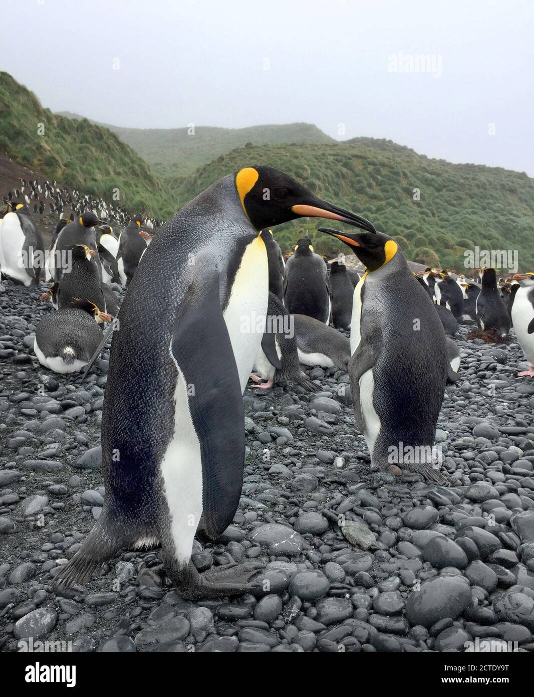 Il re pinguino (Apptenodytes patagonicus), i pinguini reali sulla spiaggia dell'isola di Macquarie, patrimonio dell'umanità dell'UNESCO nell'Oceano Pacifico sudoccidentale, Foto Stock