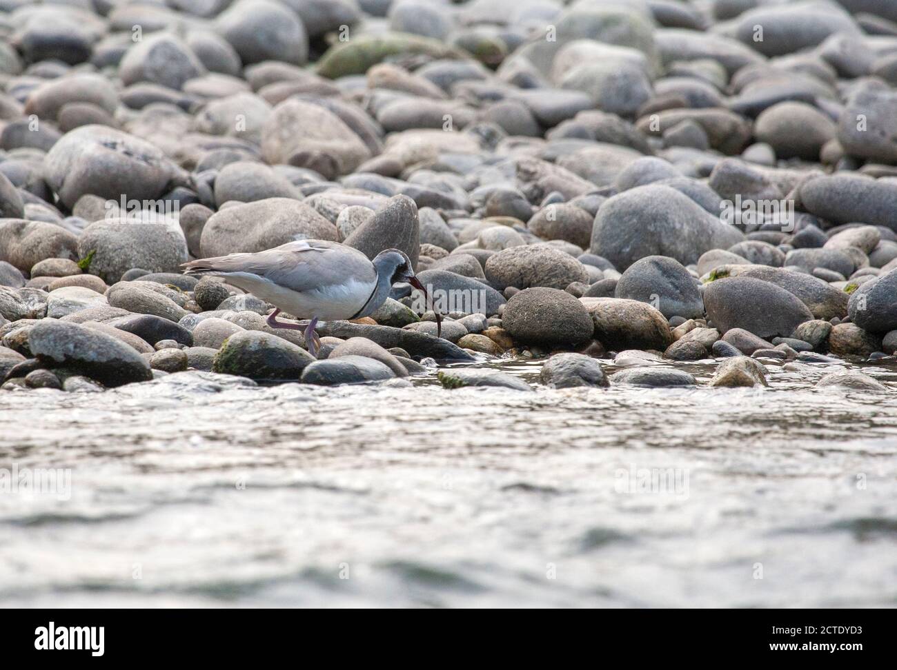 Ibis Bill (Ibidorhyncha struthersii), foraggio di adulti sulle rive di un fiume di un ampio fiume ai piedi dell'Himalaya, India, Himalaya, Foto Stock