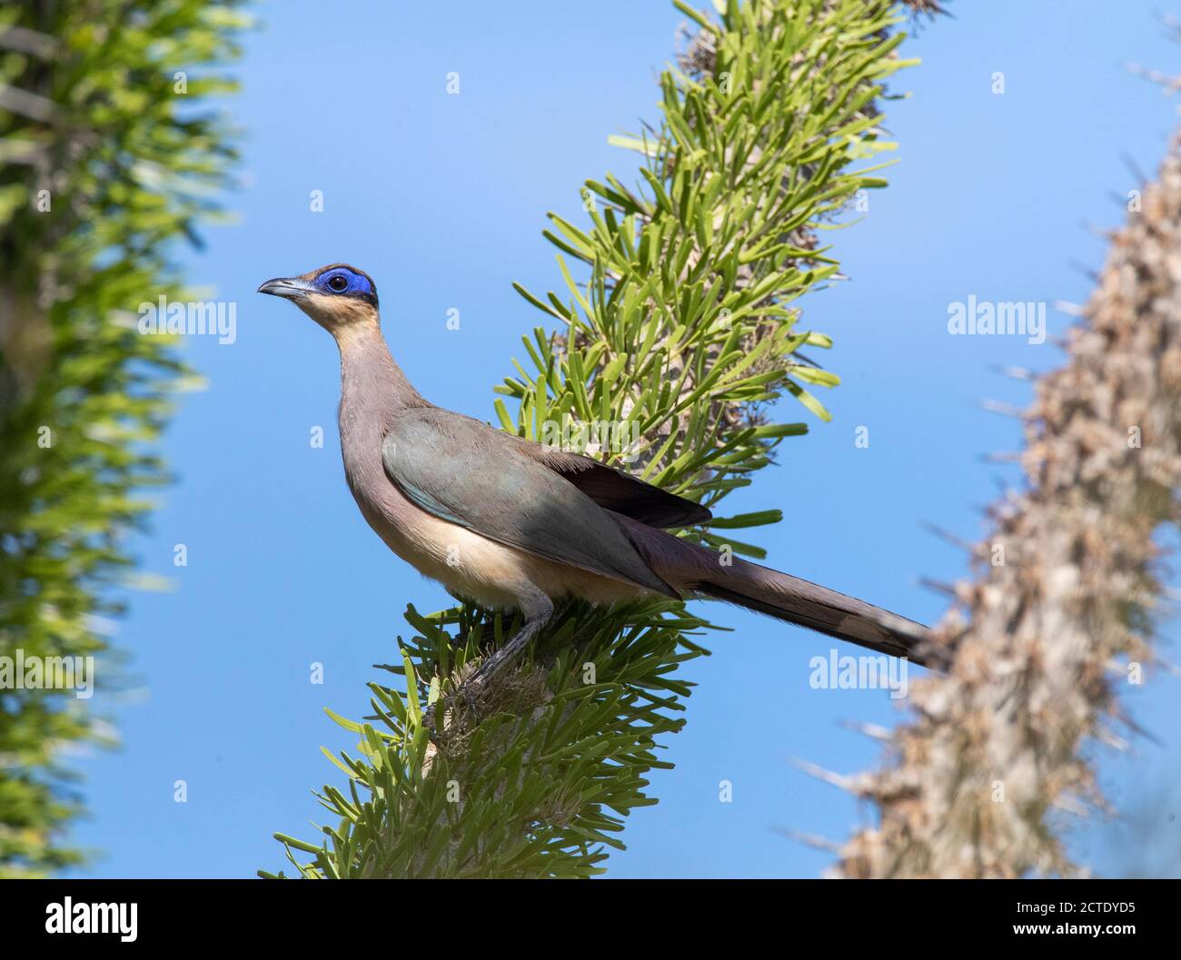 Coua rosso-capped (Coua ruficeps olivaceiceps, Coua olivaceiceps), siede su un euforbia, Madagascar, Ifaty Foto Stock