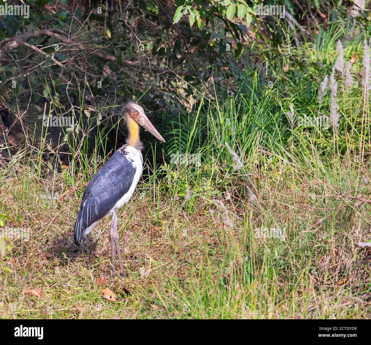 Adjutant minore (Leptoptilos javanicus), in piedi sul bordo di una radura della foresta, India Foto Stock