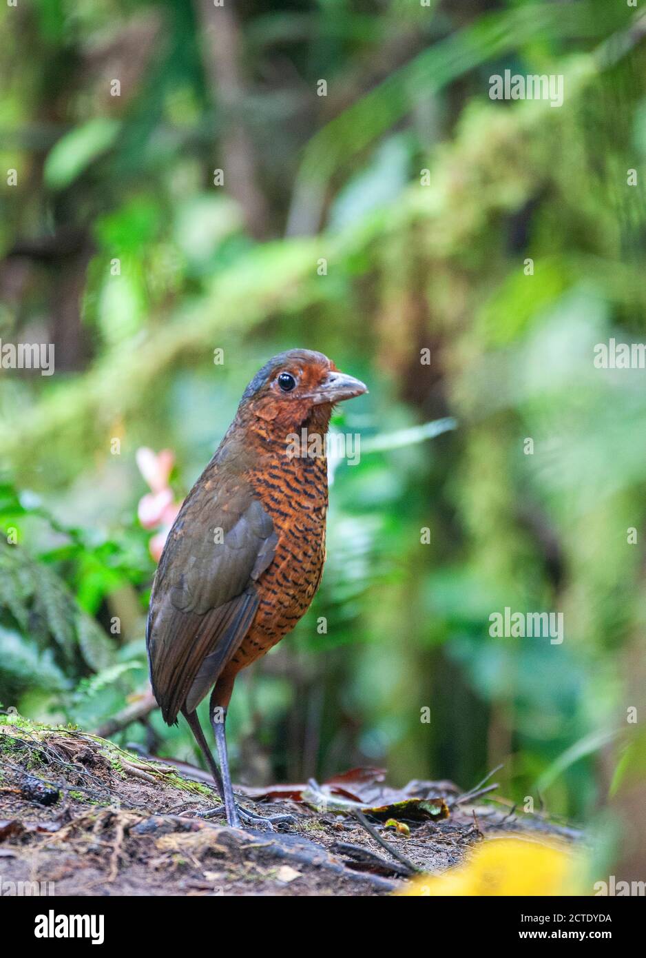 Antpitta gigante (Grallaria gigantea), si trova sul pavimento della foresta, Ecuador, Paz de las Aves Bird Refuge , Mindo Foto Stock