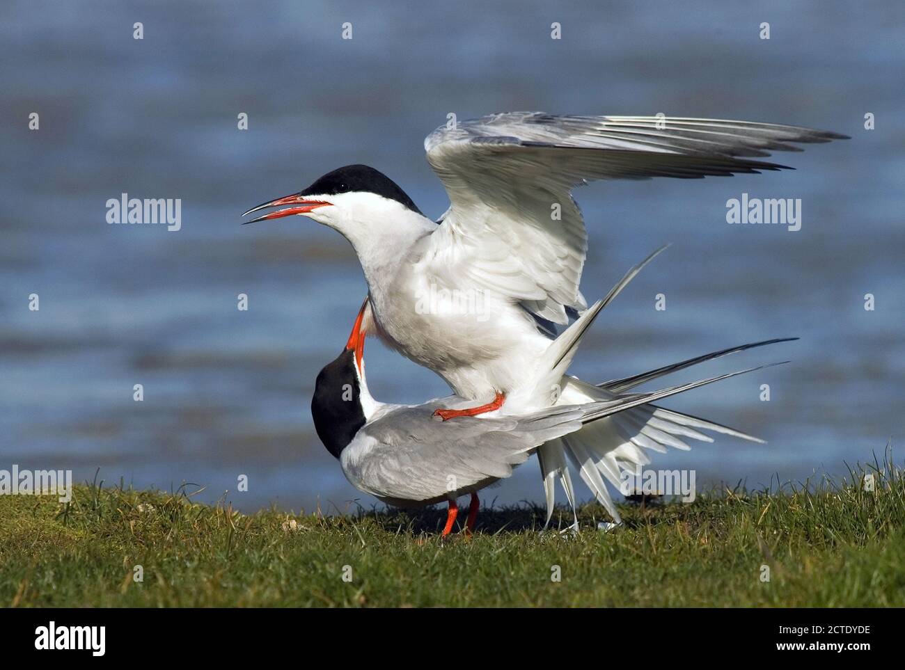 Comune terna (Sterna hirundo), accoppiamento di coppia, Paesi Bassi, Texel Foto Stock