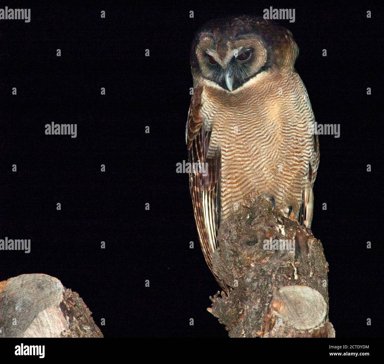 Gufo di legno marrone (Strix leptogrammica newarensis, Strix newarensis), arroccato su un ramo esposto durante la notte, guardando giù, India, Himalaya Foto Stock