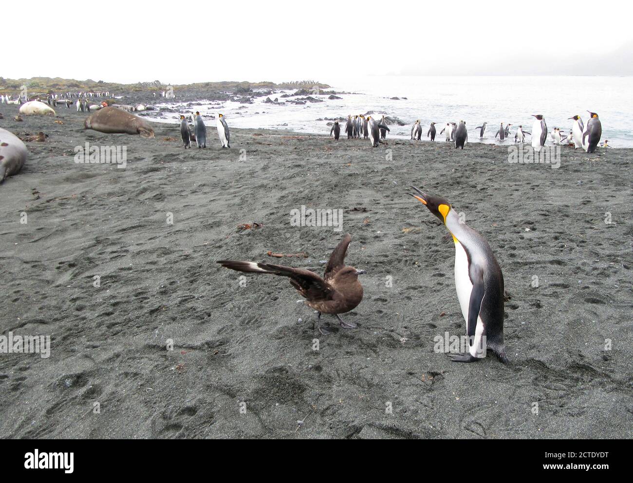 Re pinguino (Atenodytes patagonicus halli), molestando una Skua marrone (Stercorarius antarcticus), Australia, Tasmania, Isola di Macquarie Foto Stock
