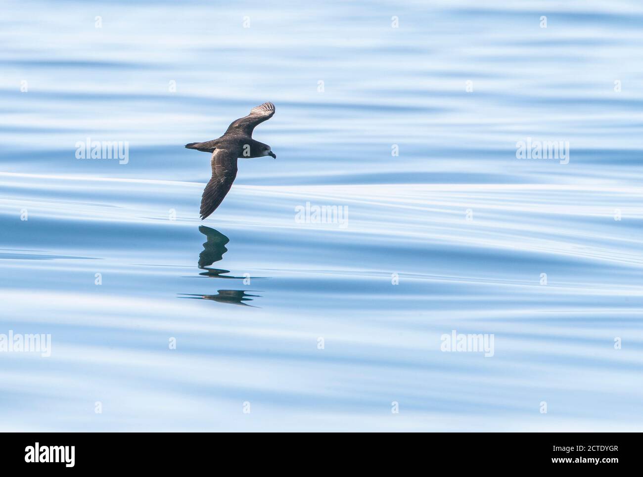 Gray-faced Petrel (Pterodroma gouldi), in volo all'oceano pacifico, Nuova Zelanda, Isola del Sud, Kaikoura Foto Stock