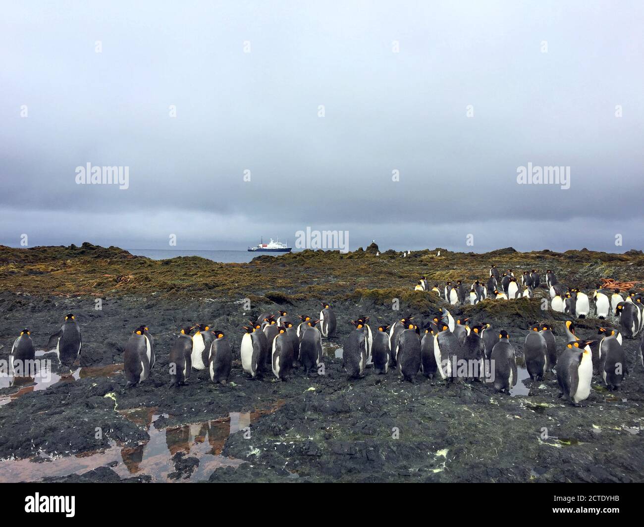 Il re pinguino (Apptenodytes patagonicus), che si riunisce sulla spiaggia dell'isola di Macquarie, patrimonio dell'umanità dell'UNESCO nell'Oceano Pacifico sud-occidentale, Foto Stock
