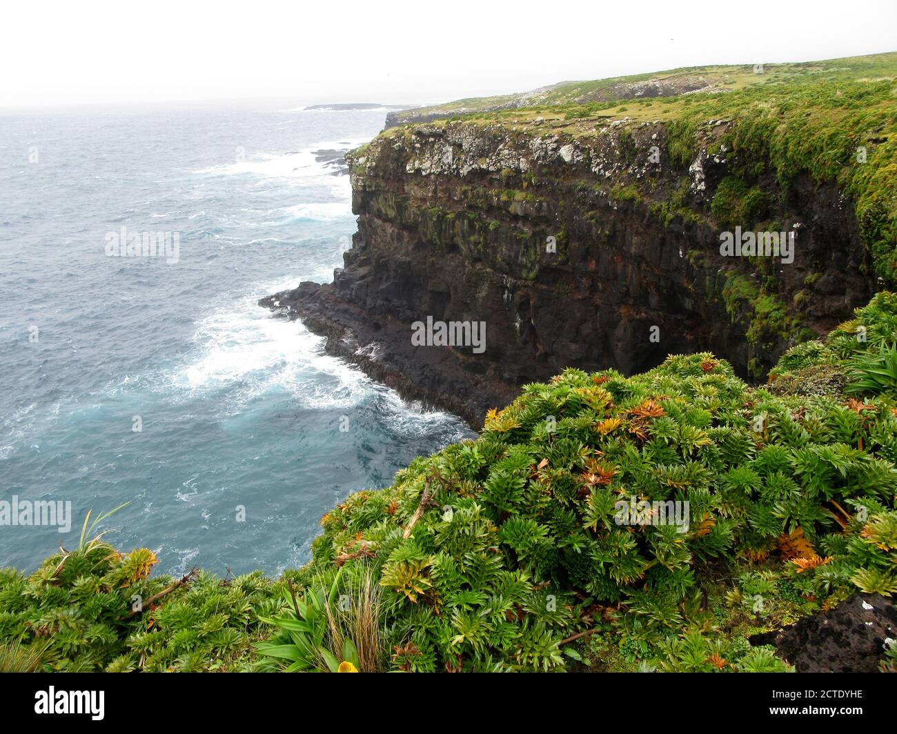 Scogliere costiere su Enderby Island, Nuova Zelanda, Auckland Islands, Enderby Island Foto Stock