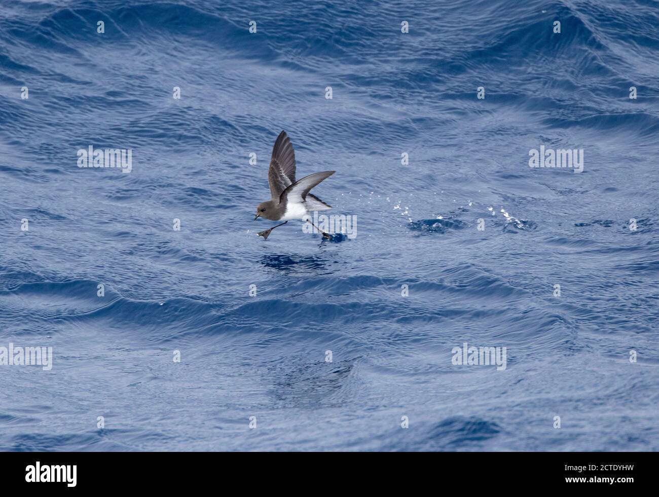 Ghiry-backed storm petrel (Garrodia nereis), in volo sopra l'oceano pacifico, foraggiando sulla superficie dell'oceano, Nuova Zelanda Foto Stock