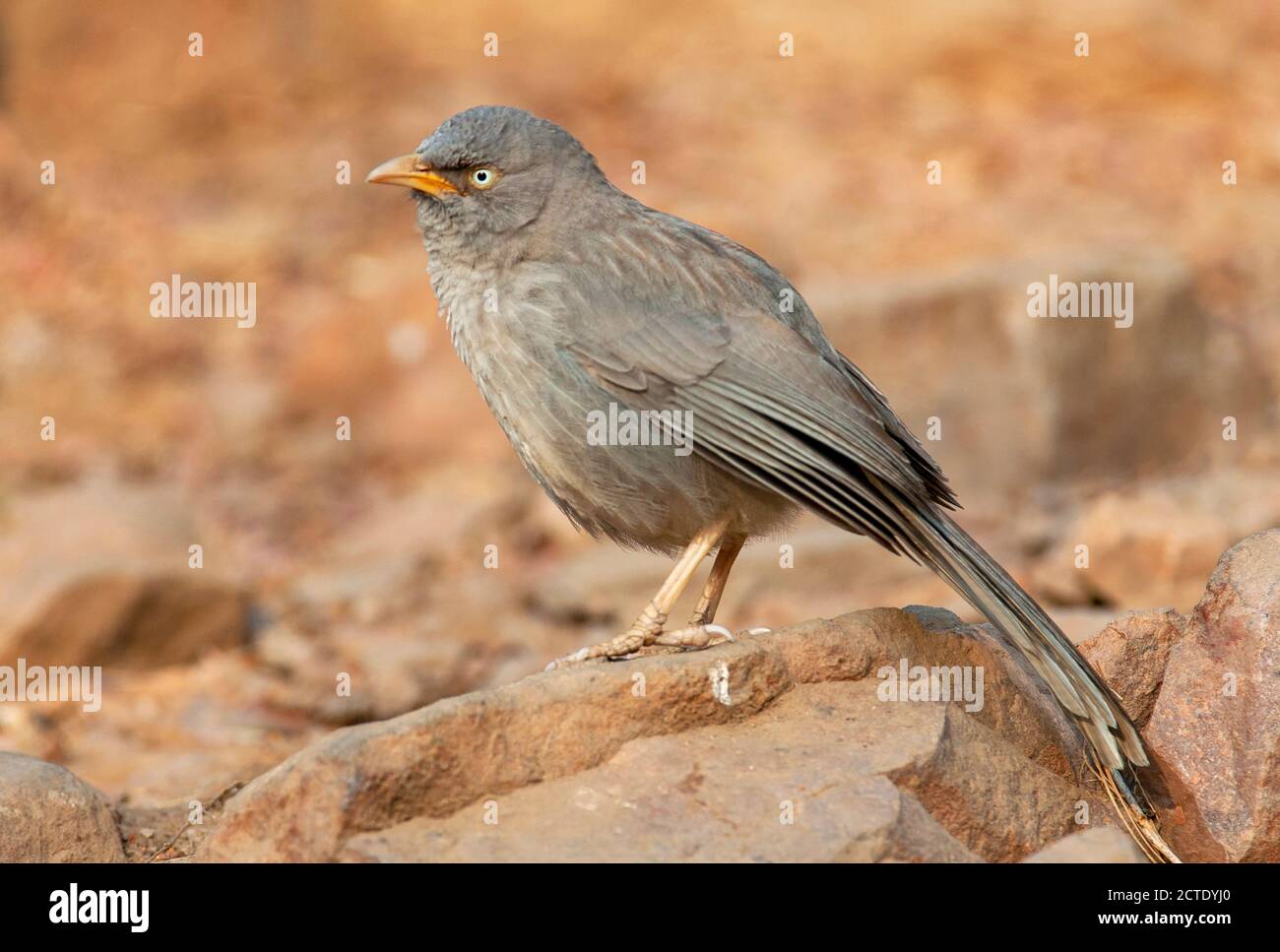Jungle Babbler (Argya striata), arroccato su una roccia, India, Foto Stock