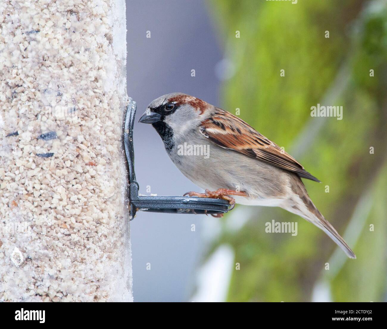 Passera della casa (Passer domesticus), maschio adulto seduto su un silo di alimentazione pieno di semi, Paesi Bassi, Paesi Bassi del Nord, Alkmaar Foto Stock