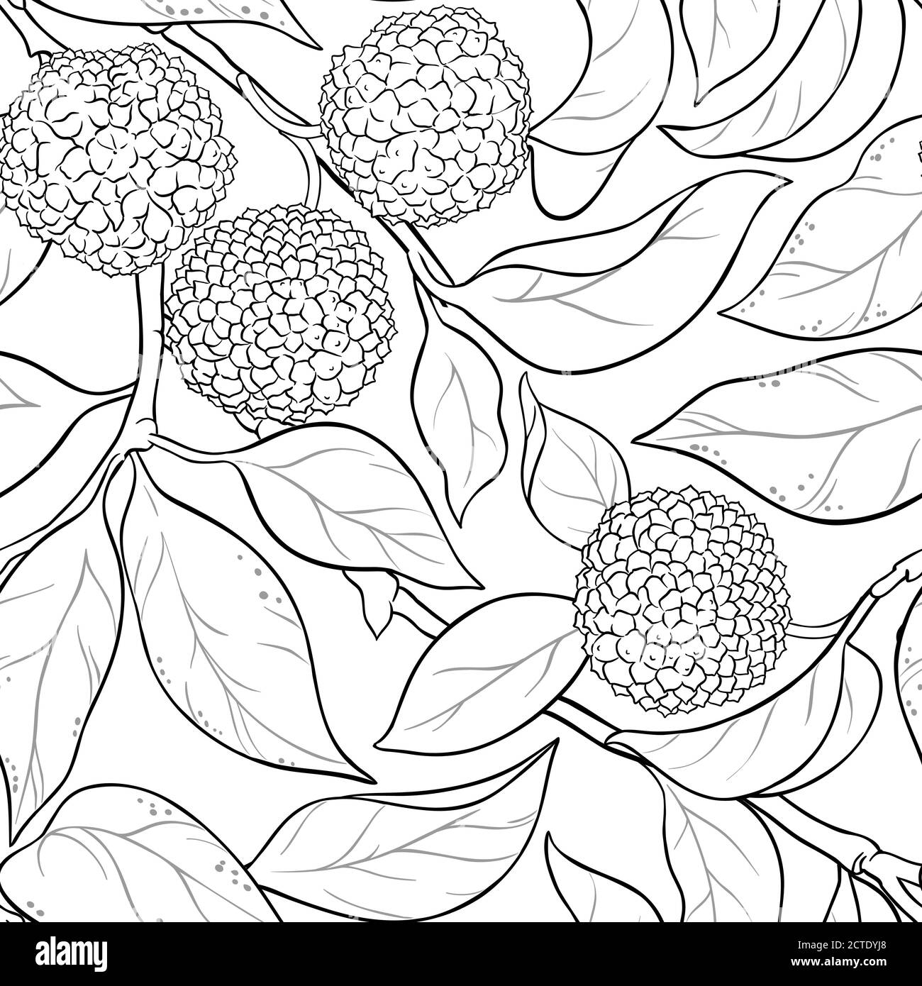 modello vettoriale calodendrum su sfondo bianco Illustrazione Vettoriale
