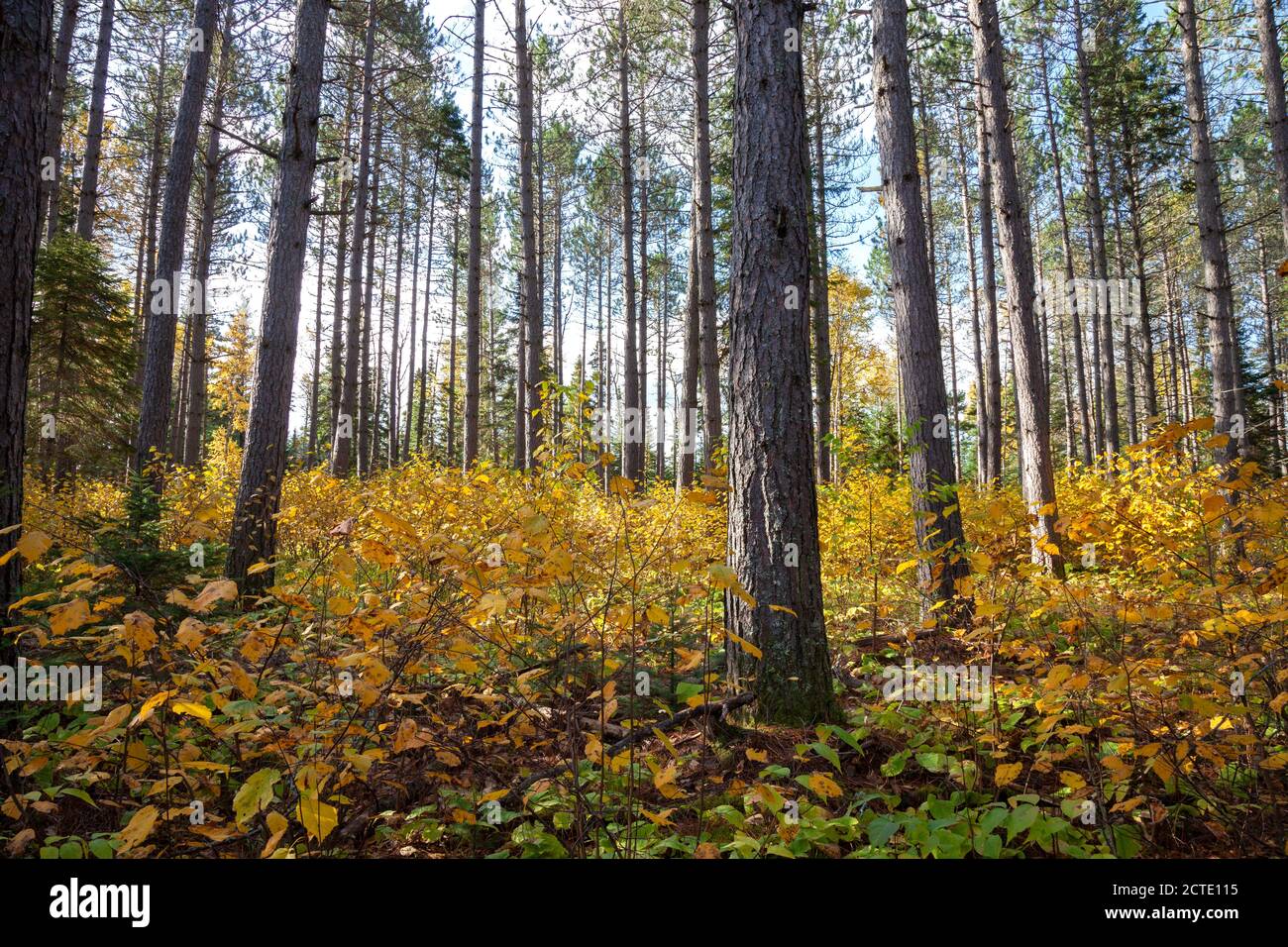 Uno stand di pini in luce solare filtrata durante l'autunno a. Minnesota del nord Foto Stock