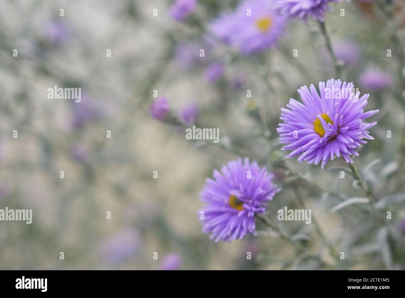 Fuoco selettivo per violetto-lavanda Aster Alpinus o blu Alpino Daisy su sfondo sfocato autunnale giardino fiore letto. Foto Stock