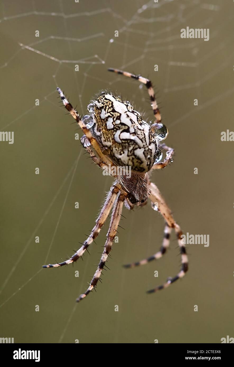 Ragno in un web Foto Stock