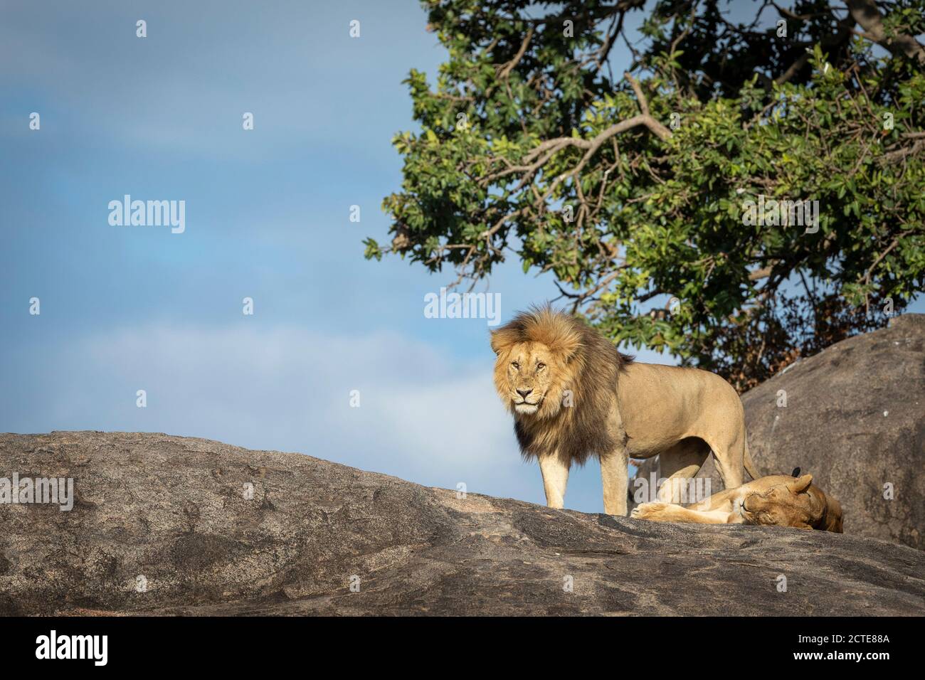 Coppia di leoni di accoppiamento appoggiati su massi di grandi dimensioni a Serengeti Parco Nazionale in Tanzania Foto Stock