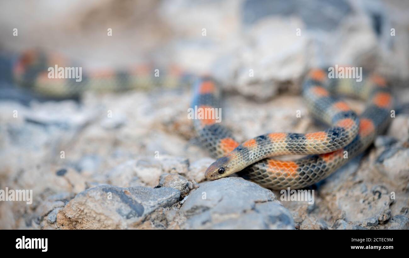 Ground Snake, Clark Co., Nevada, USA. Foto Stock