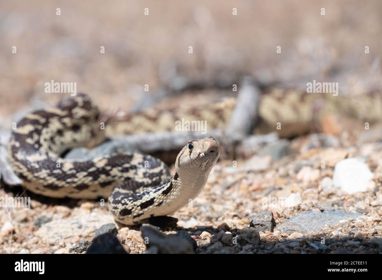 Great Basin Gopher Snake, (Pituophis catenifer deserticola), Mojave co., Arizona, USA. Foto Stock