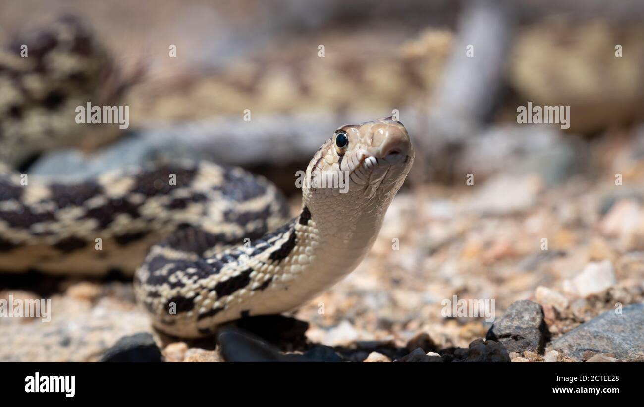 Great Basin Gopher Snake, (Pituophis catenifer deserticola), Mojave co., Arizona, USA. Foto Stock