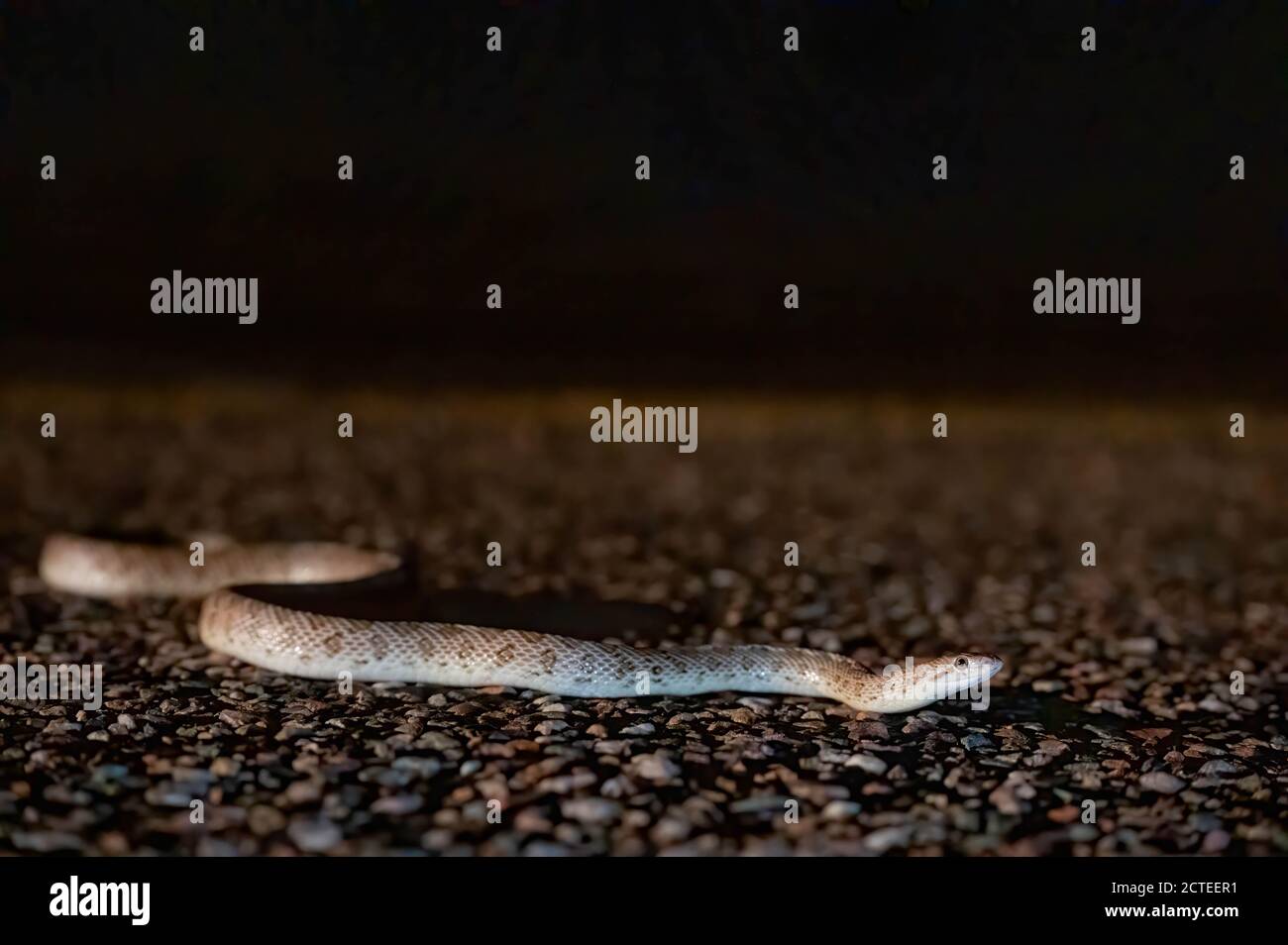 Arizona Glossy Snake, (Arizona elegans noctivaga), Mojave co., Arizona, Stati Uniti. Foto Stock
