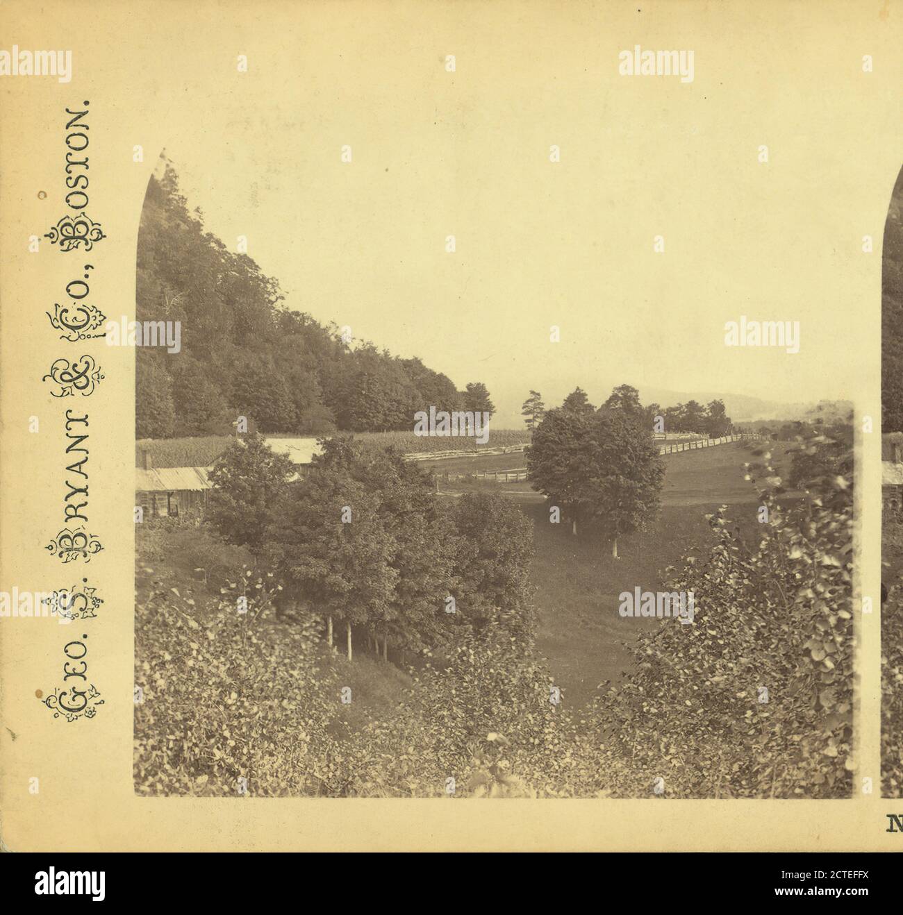 Tree Study, Humphrey's Ledge, No. Conway., George S. Bryant & Co., Trees, New Hampshire, North Conway (N.H Foto Stock