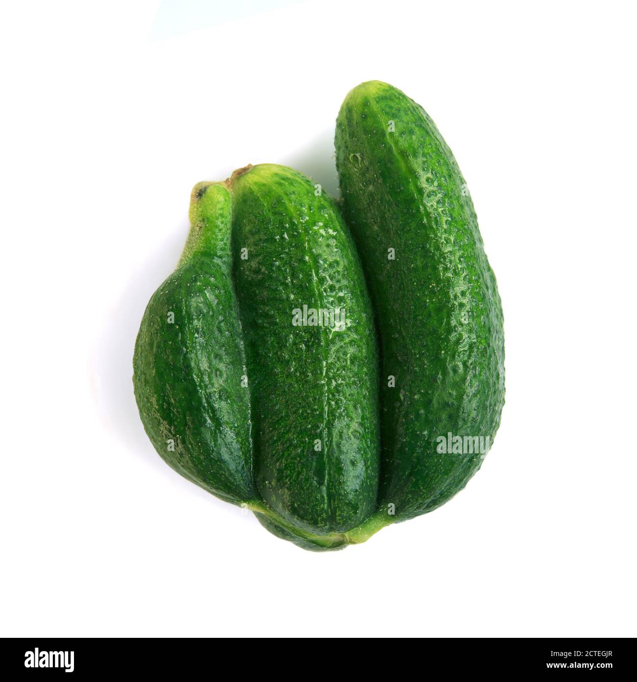 Brutto cetrioli isolati su uno sfondo bianco. Verdure alla moda. Rifiuti alimentari dal supermercato. Cetriolo come gemelli siamesi. OGM e piano organico Foto Stock