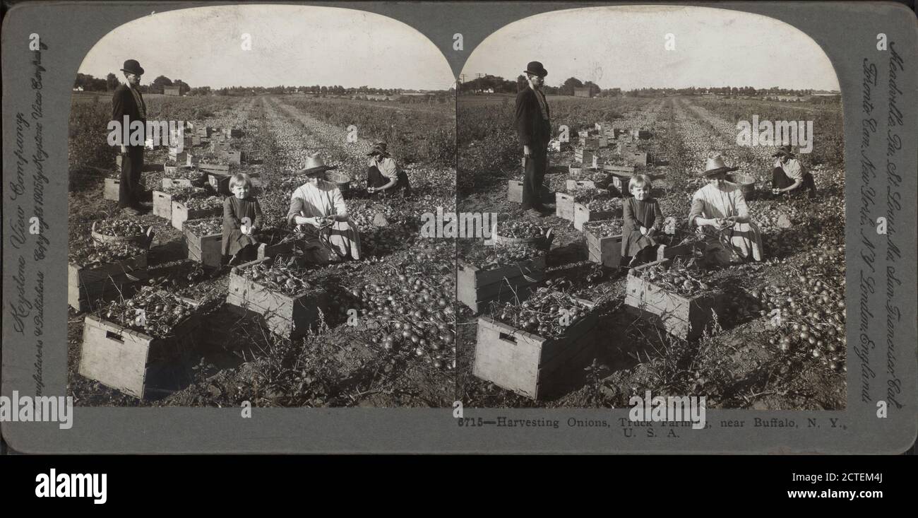 Raccolta di cipolle, autocarri agricoli, vicino a Buffalo, N.Y., U.S.A., Keystone View Company, New York (Stato), Buffalo (N. Y Foto Stock