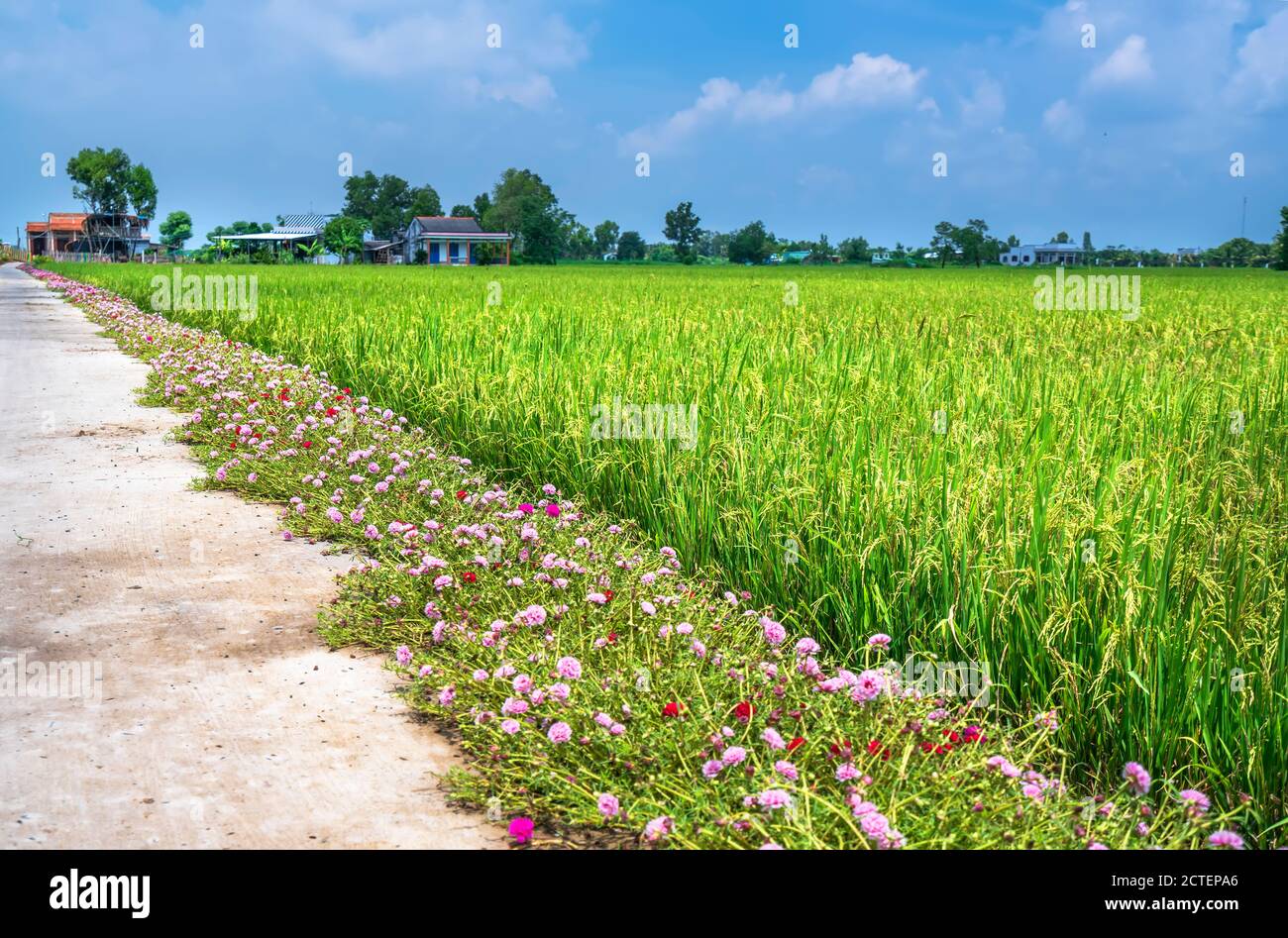 Portulaca grandiflora fiori fioriscono lungo il sentiero che conduce alla casa del contadino con due belle e giovani pacifici campi di riso Foto Stock