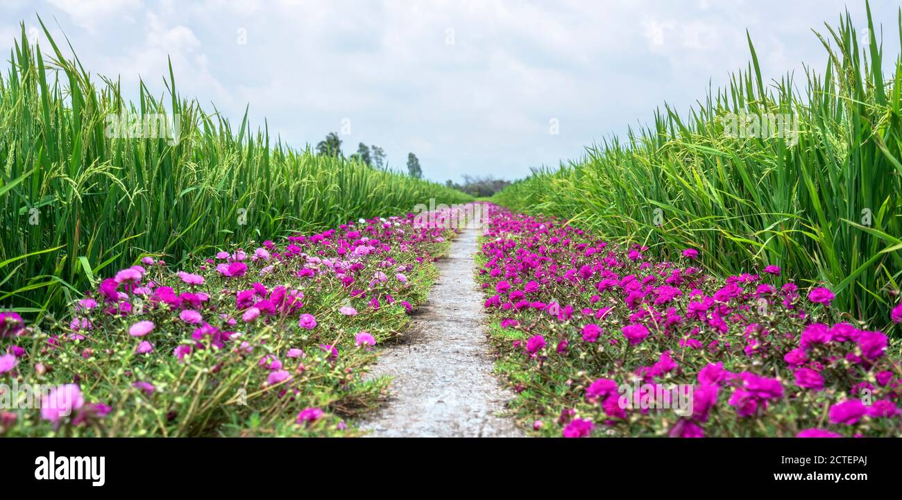 Portulaca grandiflora fiori fioriscono lungo il sentiero che conduce alla casa del contadino con due belle e giovani pacifici campi di riso Foto Stock