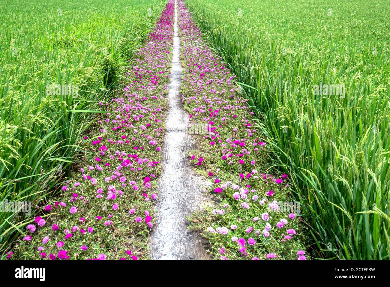 Portulaca grandiflora fiori fioriscono lungo il sentiero che conduce alla casa del contadino con due belle e giovani pacifici campi di riso Foto Stock