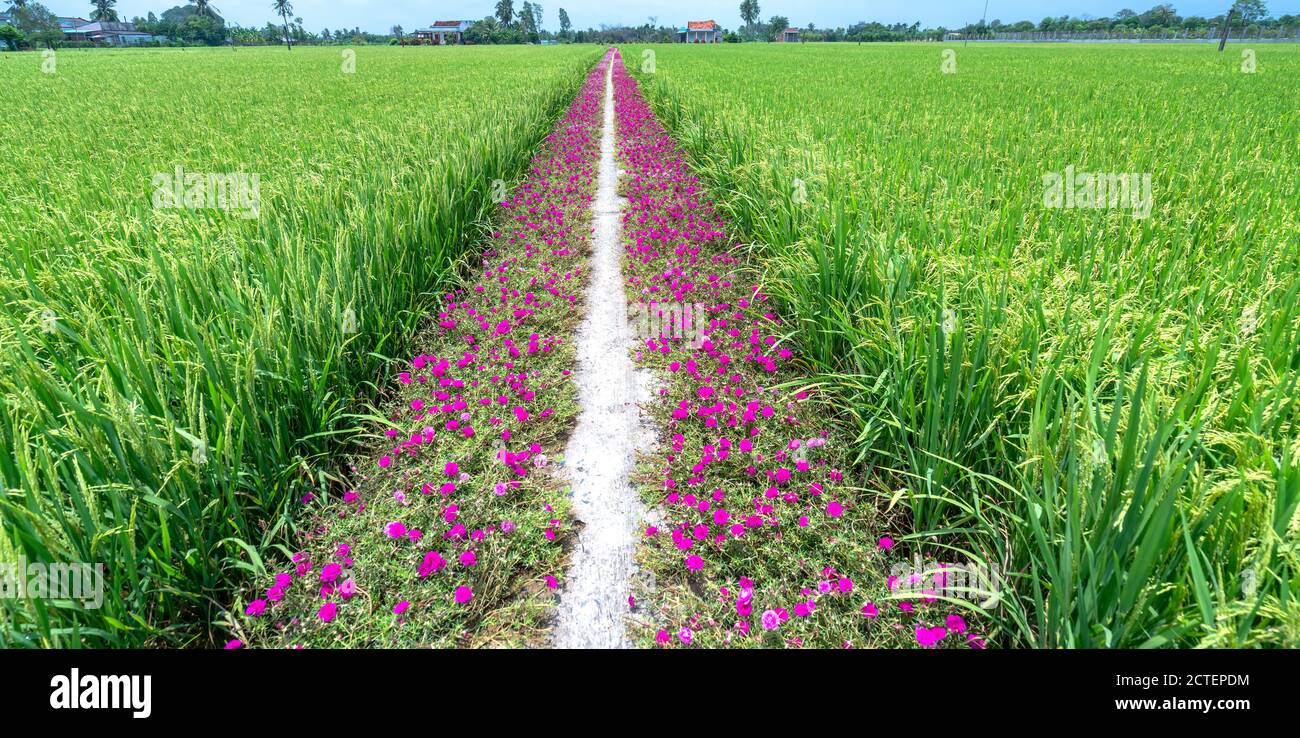 Portulaca grandiflora fiori fioriscono lungo il sentiero che conduce alla casa del contadino con due belle e giovani pacifici campi di riso Foto Stock
