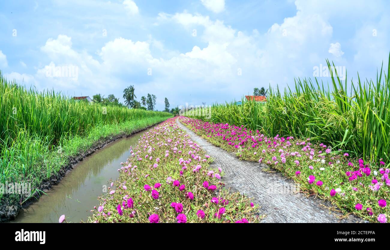 Portulaca grandiflora fiori fioriscono lungo il sentiero che conduce alla casa del contadino con due belle e giovani pacifici campi di riso Foto Stock