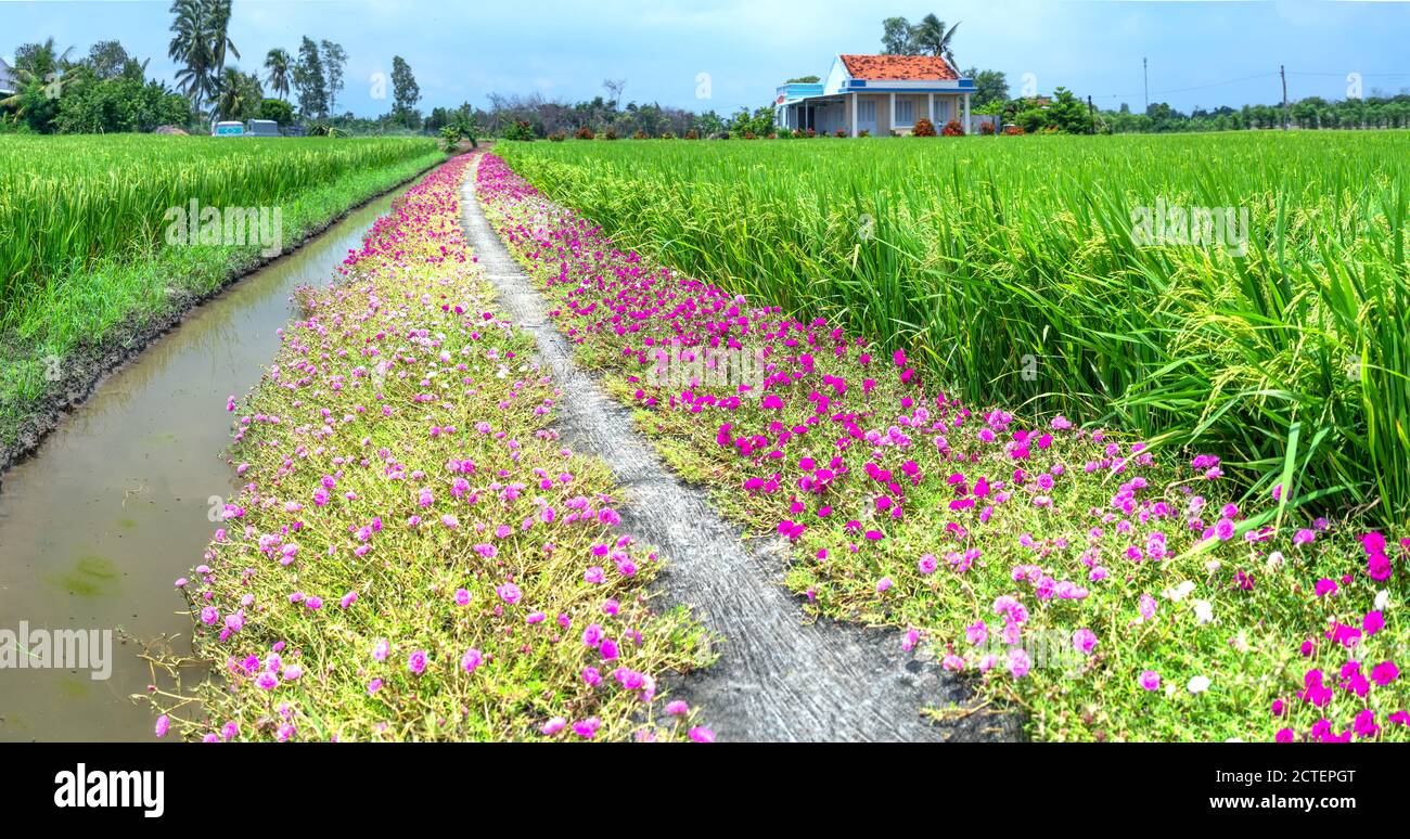 Portulaca grandiflora fiori fioriscono lungo il sentiero che conduce alla casa del contadino con due belle e giovani pacifici campi di riso Foto Stock