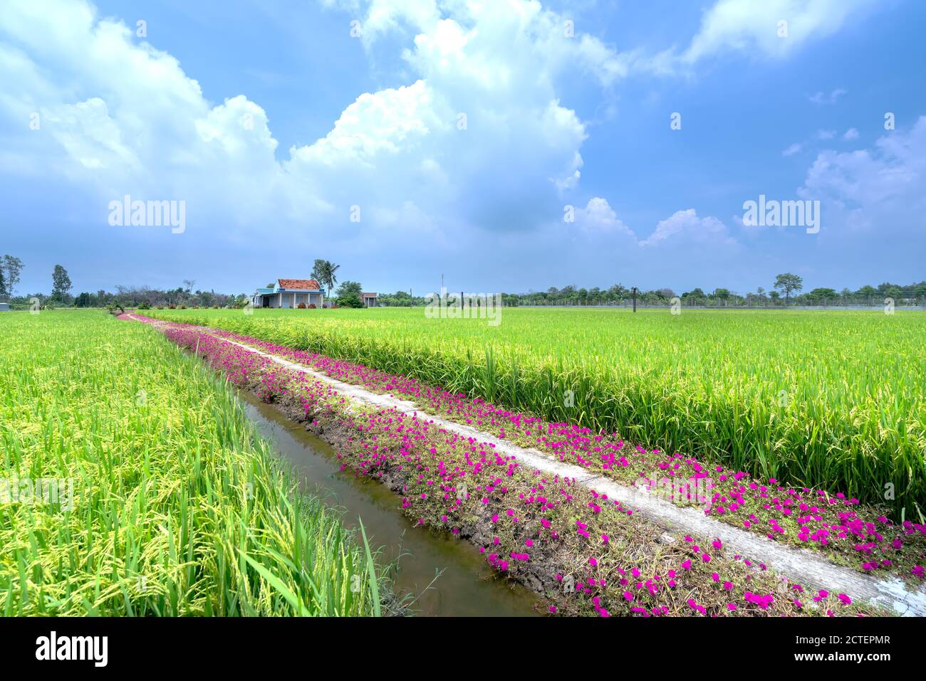 Portulaca grandiflora fiori fioriscono lungo il sentiero che conduce alla casa del contadino con due belle e giovani pacifici campi di riso Foto Stock