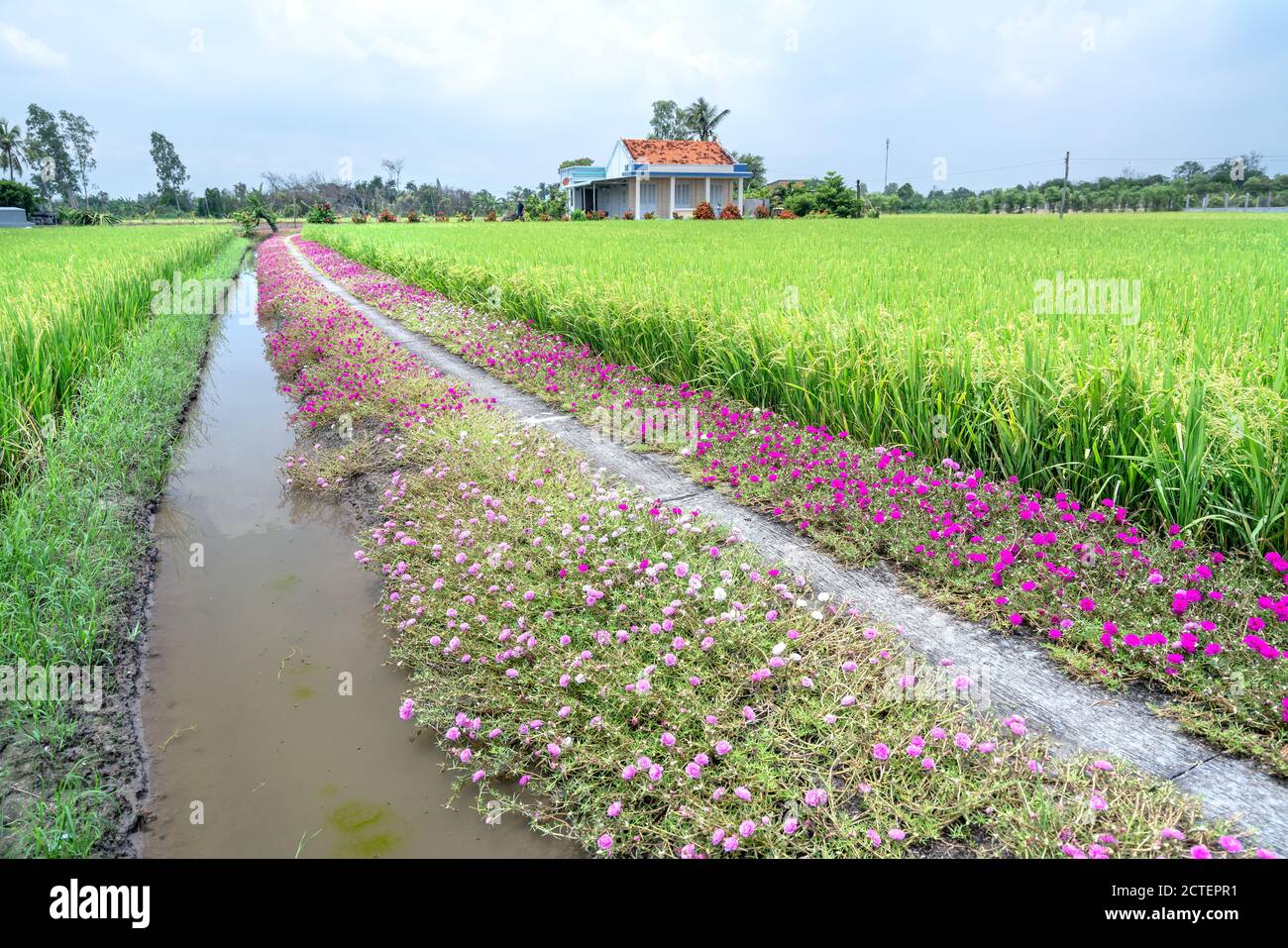 Portulaca grandiflora fiori fioriscono lungo il sentiero che conduce alla casa del contadino con due belle e giovani pacifici campi di riso Foto Stock