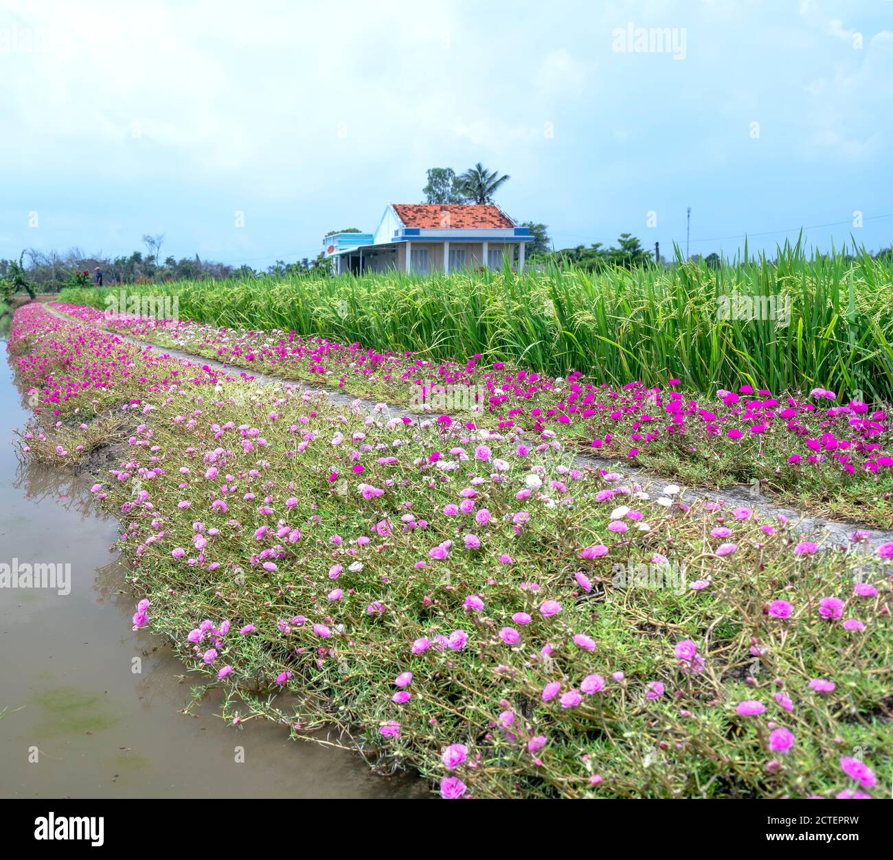Portulaca grandiflora fiori fioriscono lungo il sentiero che conduce alla casa del contadino con due belle e giovani pacifici campi di riso Foto Stock