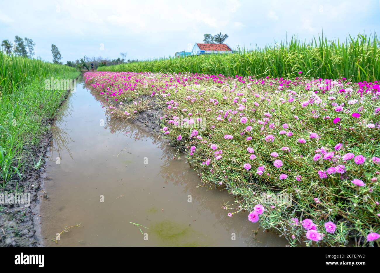 Portulaca grandiflora fiori fioriscono lungo il sentiero che conduce alla casa del contadino con due belle e giovani pacifici campi di riso Foto Stock