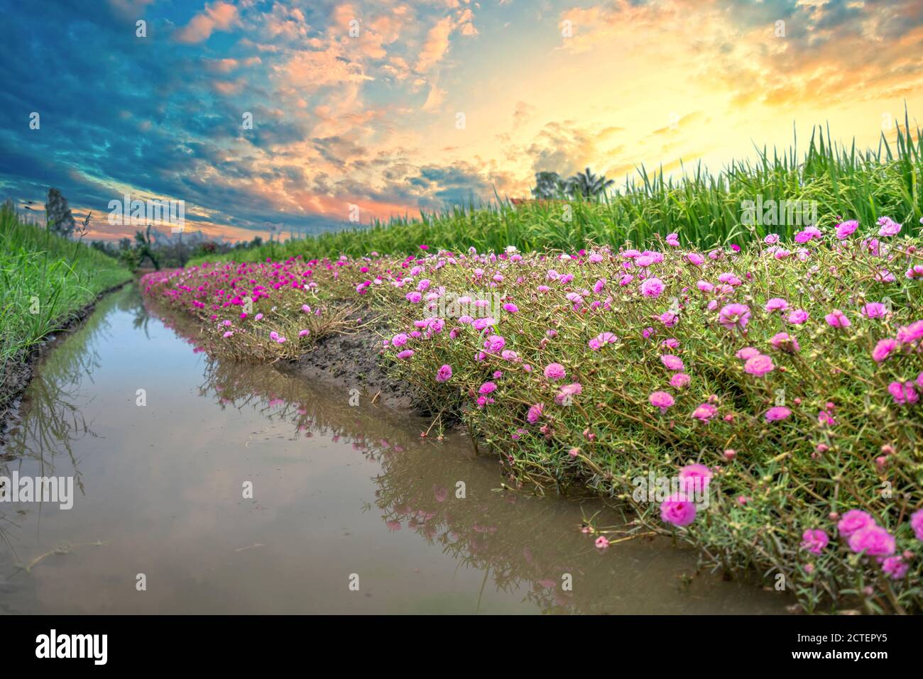 Portulaca grandiflora fiori fioriscono lungo il sentiero che conduce alla casa del contadino con due belle e giovani pacifici campi di riso Foto Stock