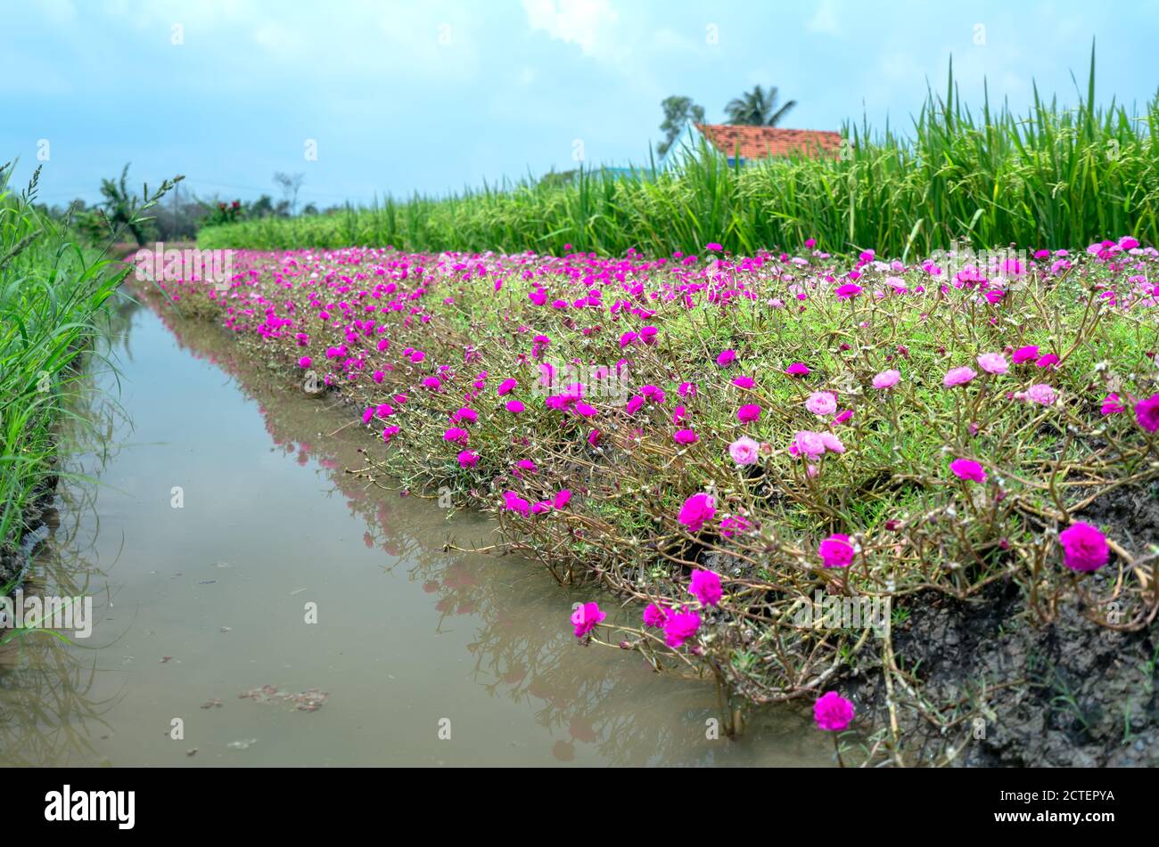 Portulaca grandiflora fiori fioriscono lungo il sentiero che conduce alla casa del contadino con due belle e giovani pacifici campi di riso Foto Stock