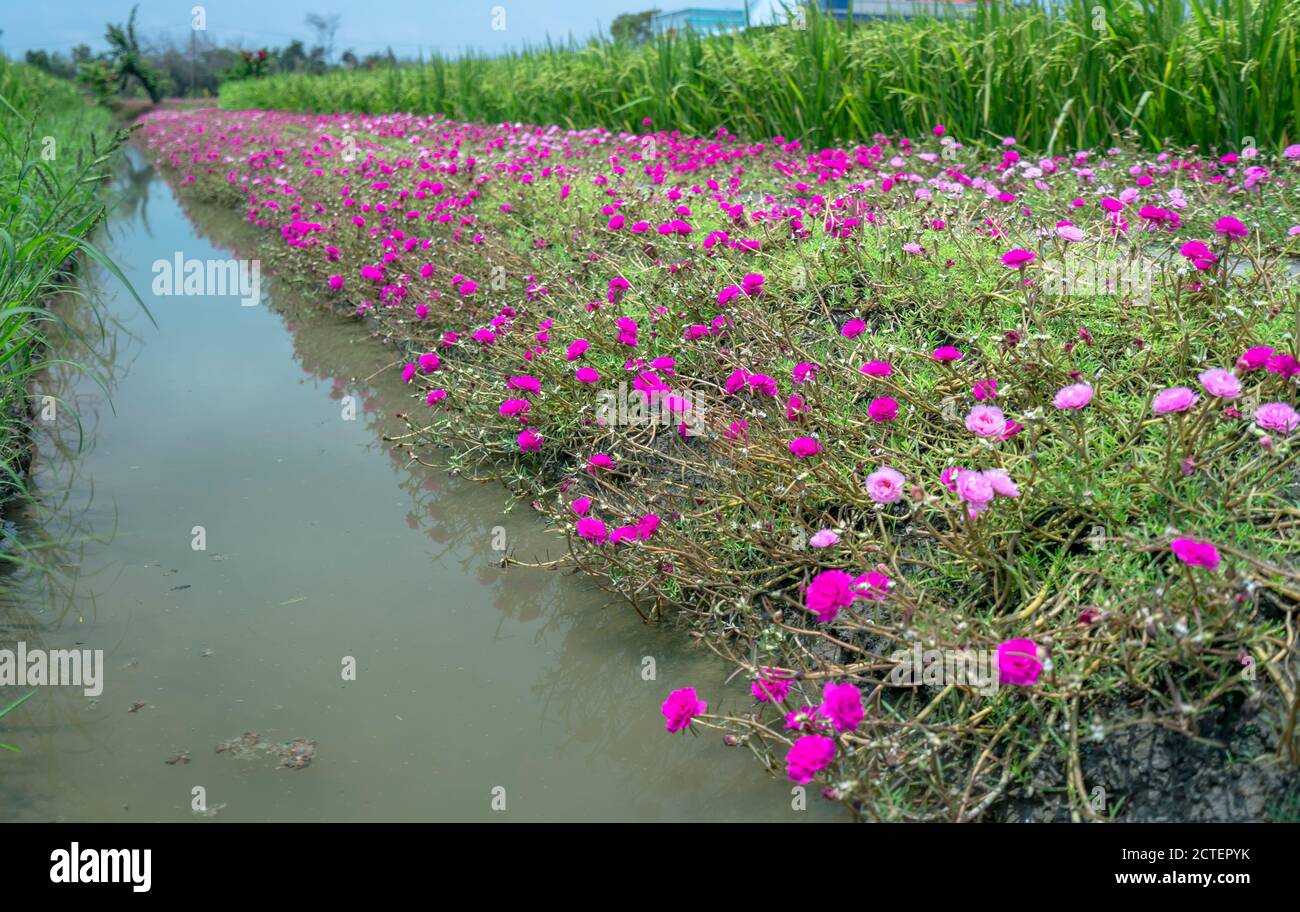 Portulaca grandiflora fiori fioriscono lungo il sentiero che conduce alla casa del contadino con due belle e giovani pacifici campi di riso Foto Stock