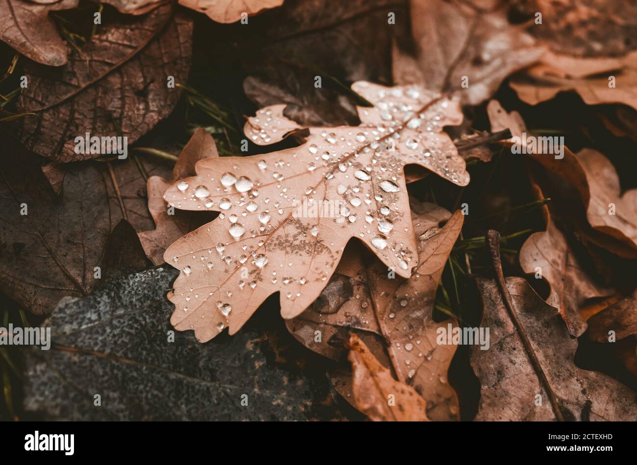 Foglie di quercia con gocce d'acqua si stendono sul terreno forestale, foto di sfondo autunno naturale con fuoco morbido selettivo Foto Stock