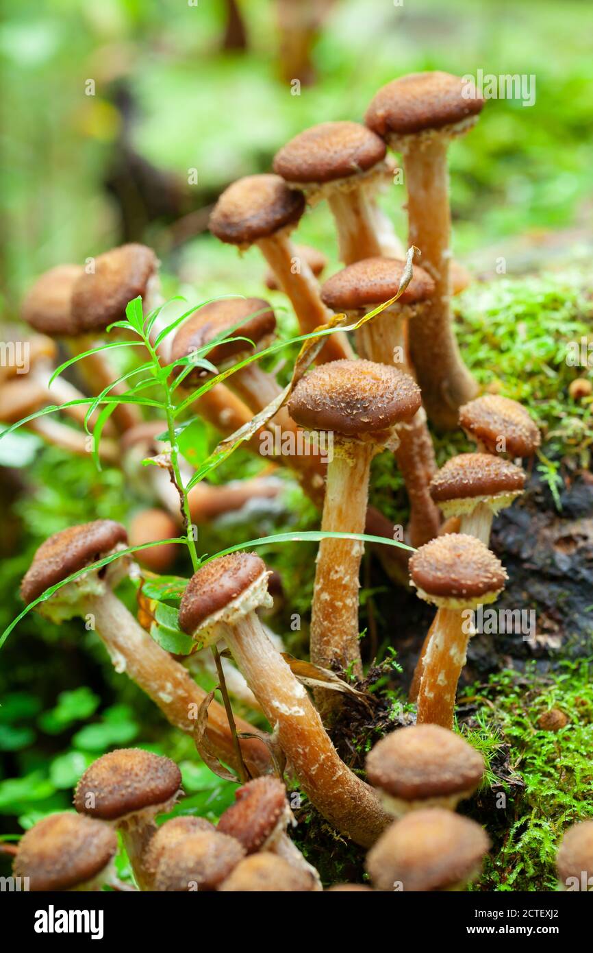 I funghi crescono nella foresta d'autunno. Armillaria mellea, comunemente noto come fungo del miele. Foto verticale con messa a fuoco morbida selettiva Foto Stock