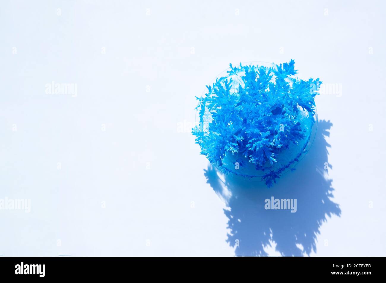 Formazione di cristalli chimici blu. Ago come cristalli di urea, carbamide, formante per evaporazione di acqua. Cristallo di sale blu fatto a mano. Bambini Foto Stock