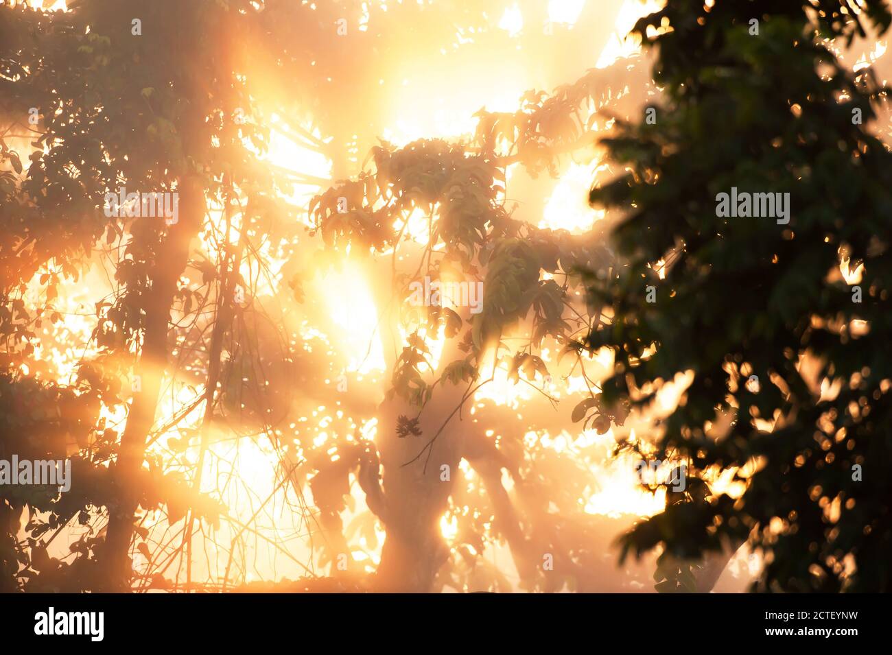 L'alba dorata splende attraverso la foresta tropicale nella nebbia mattutina. Messa a fuoco morbida. Foto Stock