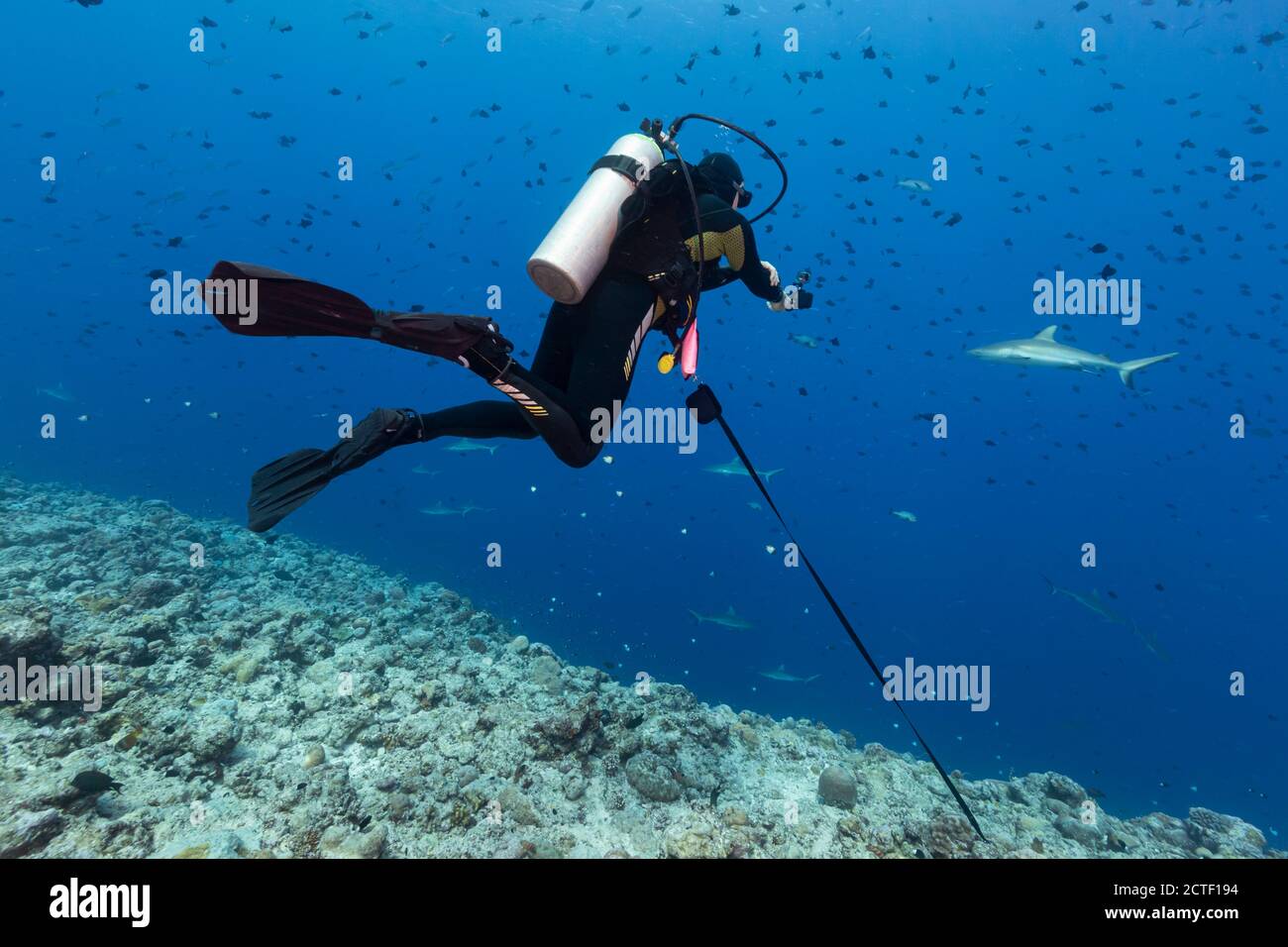 SCUBA Diver scatta foto dello squalo a Palau Foto Stock