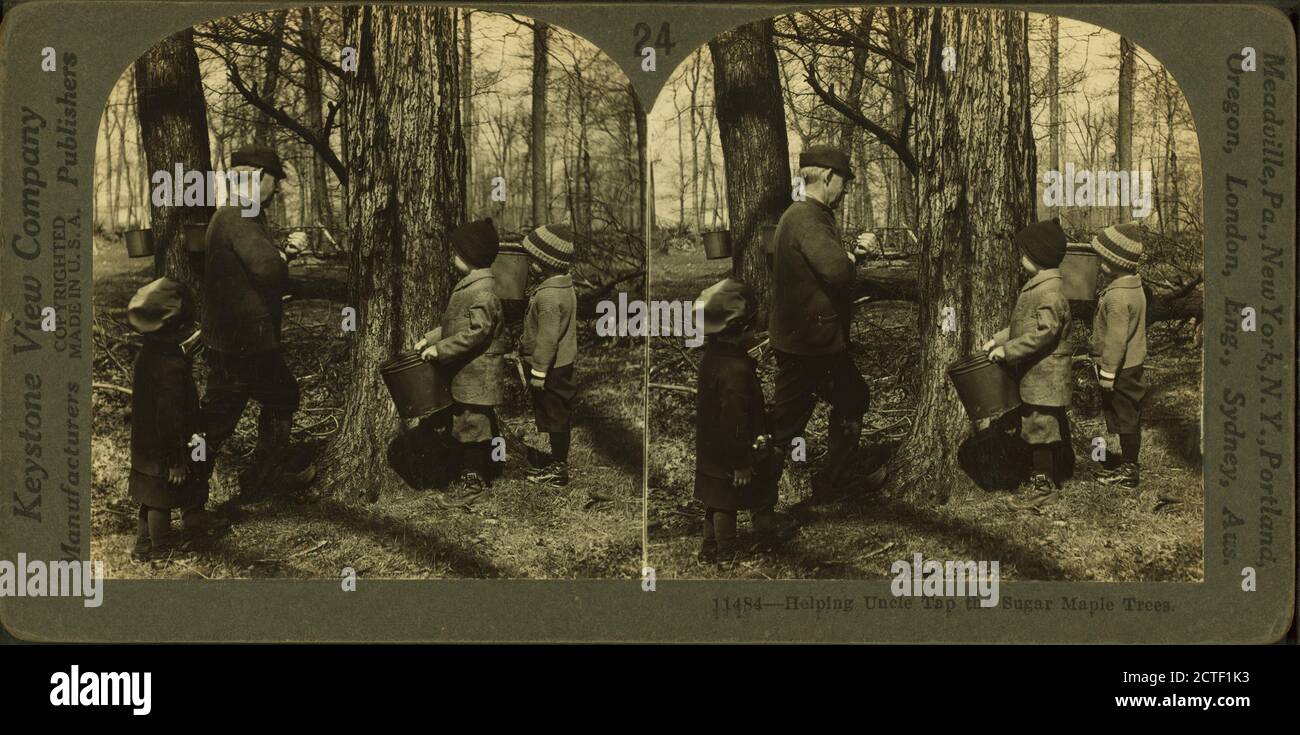 Aiutare zio toccare gli alberi di acero di zucchero., Keystone View Company, Ohio Foto Stock