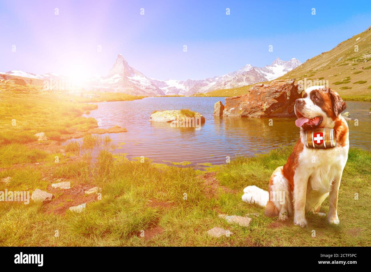 San Bernardo salvataggio cane con un barile di brandy nel lago Stellisee con Matterhorn Peak. Monte Cervin delle Alpi svizzere riflesso nel lago di Stellisee vicino Foto Stock