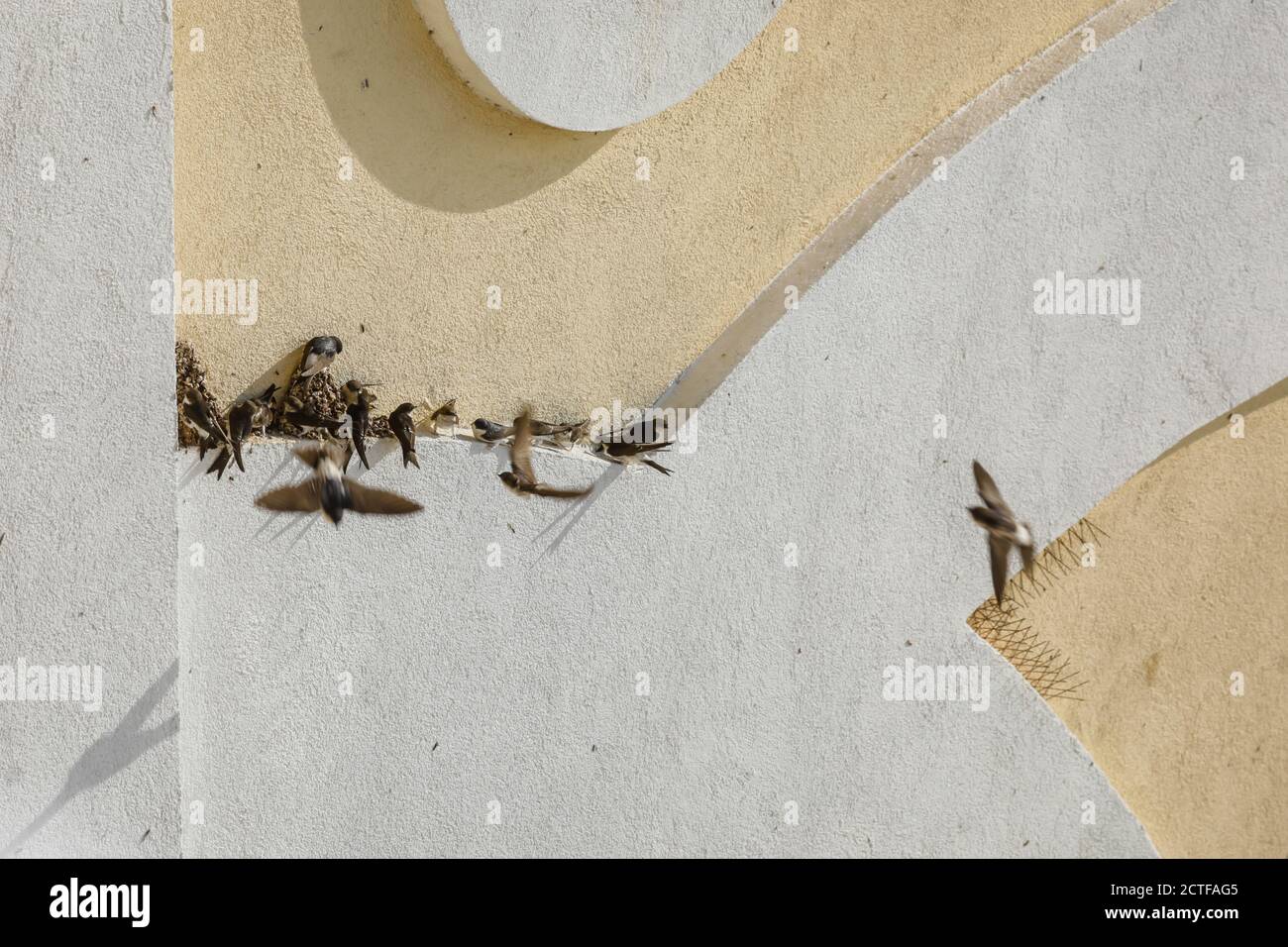Gli uccelli adulti e bambini deglutiscono vicino ai nidi sulla parete esterna di un edificio in una soleggiata mattina d'autunno. Foto Stock