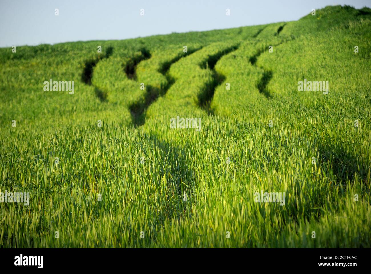 Campo di erba verde fuoco selettivo immagine di sfondo Sicilia agricoltura Foto Stock